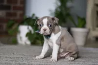 Riley, a male Boston Terrier for sale in Apple Creek, OH – 1 of 6