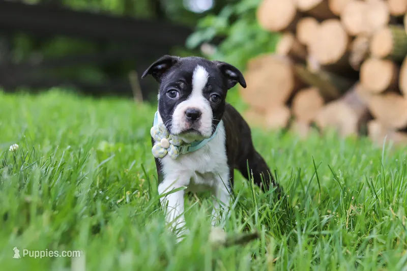 Nash – Boston Terrier puppy for sale in Apple Creek, OH
