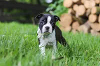 Nash, a male Boston Terrier for sale in Apple Creek, OH – 1 of 10
