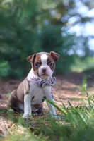 Piper, a female Boston Terrier for sale in Apple Creek, OH – 5 of 6