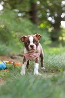 Precious, a female Boston Terrier for sale in Apple Creek, OH – 4 of 7