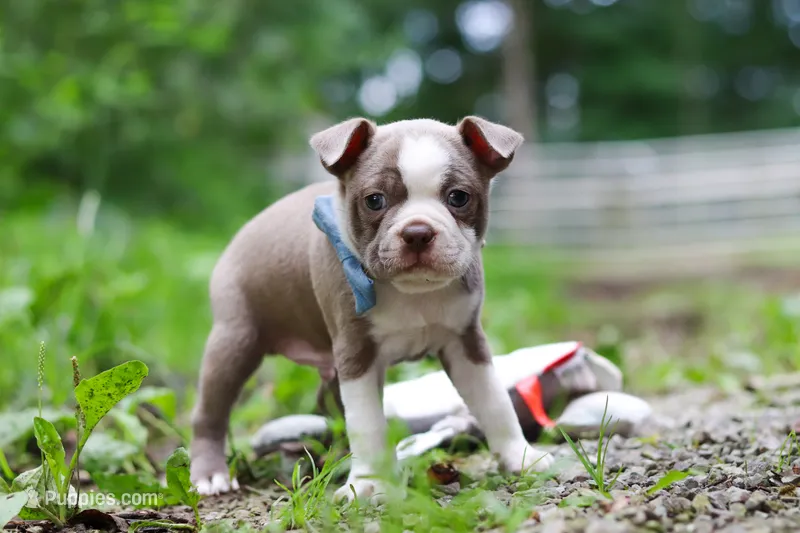 Blake – Boston Terrier puppy for sale in Apple Creek, OH