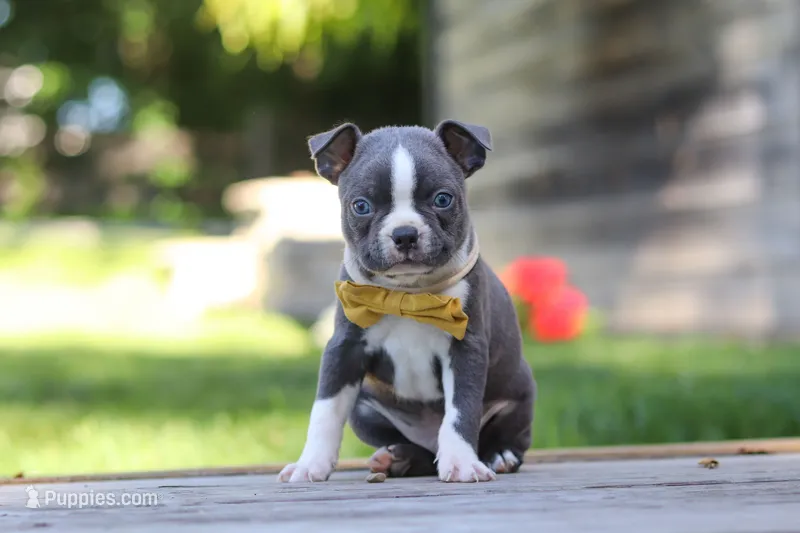Russell – Boston Terrier puppy for sale in Apple Creek, OH