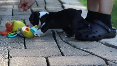 Kevin, a male Boston Terrier for sale in Apple Creek, OH – 7 of 7