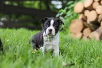 Nash, a male Boston Terrier for sale in Apple Creek, OH – 3 of 10