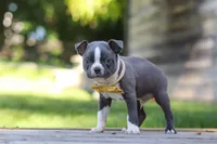 Russell, a male Boston Terrier for sale in Apple Creek, OH – 6 of 7