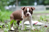 Missy, a female Boston Terrier for sale in Apple Creek, OH – 5 of 8