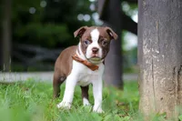 Champ, a male Boston Terrier for sale in Apple Creek, OH – 4 of 6