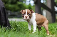 Fern, a female Boston Terrier for sale in Apple Creek, OH – 6 of 7