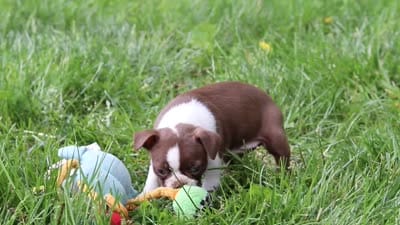 Sunny, a female Boston Terrier for sale in Apple Creek, OH – 6 of 6