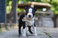Julia, a female Boston Terrier for sale in Apple Creek, OH – 2 of 7