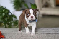 Kian, a male Boston Terrier for sale in Apple Creek, OH – 4 of 6