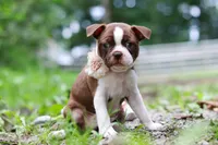 Missy, a female Boston Terrier for sale in Apple Creek, OH – 2 of 8