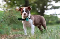 Champ, a male Boston Terrier for sale in Apple Creek, OH – 9 of 10