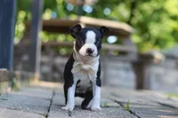 Julia, a female Boston Terrier for sale in Apple Creek, OH – 7 of 7