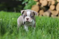 Enzo, a male Boston Terrier for sale in Apple Creek, OH – 2 of 6