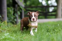 Jewel, a female Boston Terrier for sale in Apple Creek, OH – 5 of 9