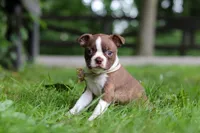 Jewel, a female Boston Terrier for sale in Apple Creek, OH – 3 of 9