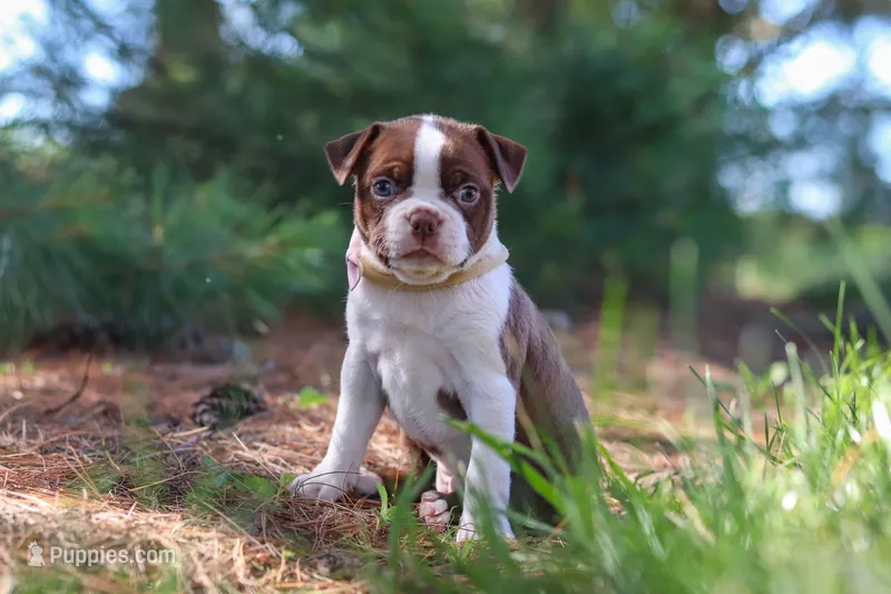 Ivy – Boston Terrier puppy for sale in Apple Creek, OH