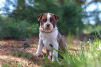 Ivy, a female Boston Terrier for sale in Apple Creek, OH – 1 of 8