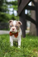 Koda, a male Boston Terrier for sale in Apple Creek, OH – 6 of 7