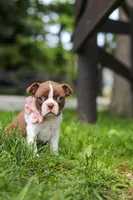 Fern, a female Boston Terrier for sale in Apple Creek, OH – 5 of 7