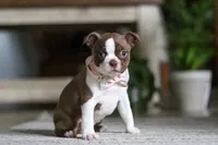 Ariana, a female Boston Terrier for sale in Apple Creek, OH – 3 of 6