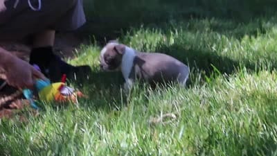 Ian, a male Boston Terrier for sale in Apple Creek, OH – 7 of 7