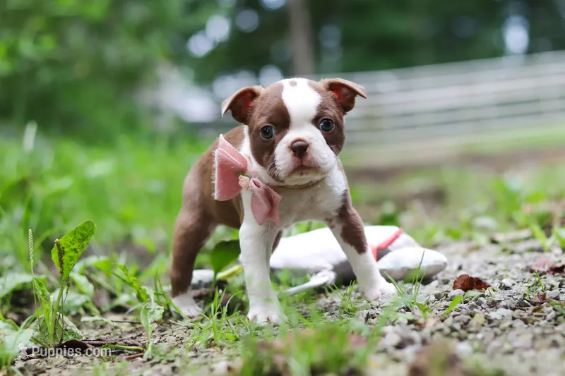 Cupcake – Boston Terrier puppy for sale in Apple Creek, OH