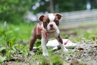 Cupcake, a female Boston Terrier for sale in Apple Creek, OH – 1 of 8