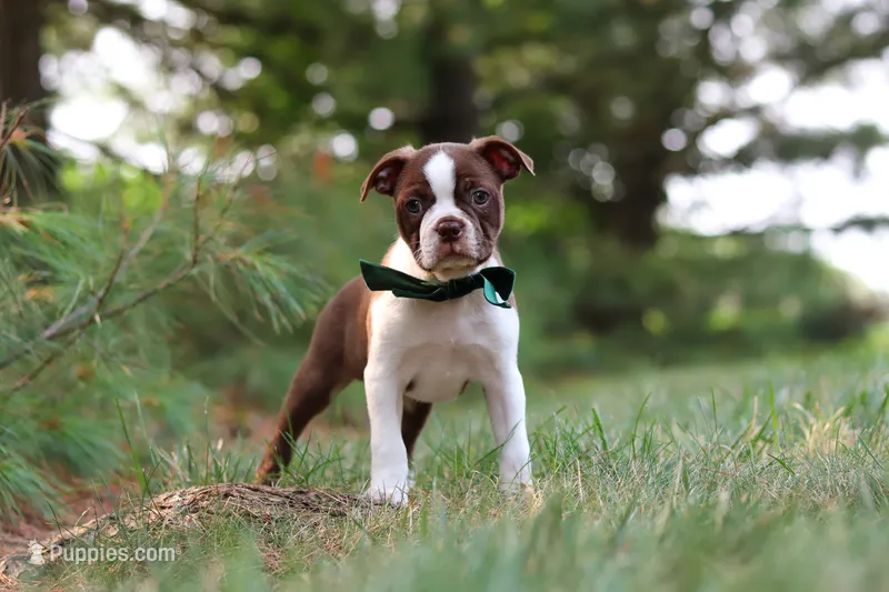 Champ – Boston Terrier puppy for sale in Apple Creek, OH