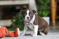 Sofia, a female Boston Terrier for sale in Apple Creek, OH – 3 of 7