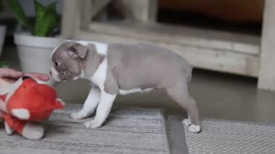 Riley, a male Boston Terrier for sale in Apple Creek, OH – 6 of 6