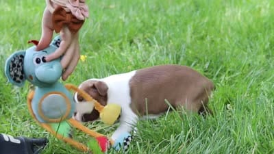 Fern, a female Boston Terrier for sale in Apple Creek, OH – 7 of 7