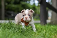 Koda, a male Boston Terrier for sale in Apple Creek, OH – 5 of 7