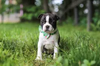 Meadow, a female Boston Terrier for sale in Apple Creek, OH – 2 of 8