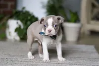 Riley, a male Boston Terrier for sale in Apple Creek, OH – 4 of 6