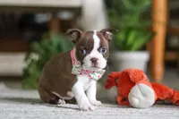 Layla, a female Boston Terrier for sale in Apple Creek, OH – 6 of 7