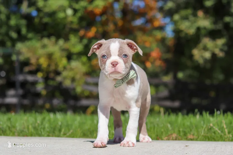 Riley – Boston Terrier puppy for sale in Apple Creek, OH