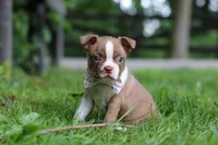 Gracie, a female Boston Terrier for sale in Apple Creek, OH – 3 of 7