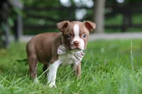 Gracie, a female Boston Terrier for sale in Apple Creek, OH – 2 of 7