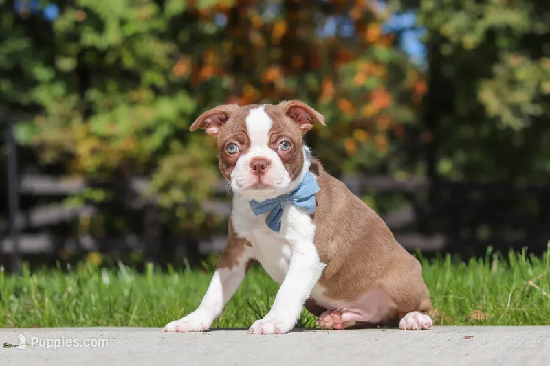 Kian – Boston Terrier puppy for sale in Apple Creek, OH