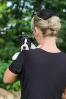 Nash, a male Boston Terrier for sale in Apple Creek, OH – 9 of 10