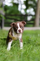 Jewel, a female Boston Terrier for sale in Apple Creek, OH – 8 of 9