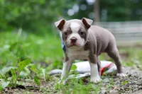 Blake, a male Boston Terrier for sale in Apple Creek, OH – 7 of 8
