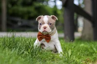 Koda, a male Boston Terrier for sale in Apple Creek, OH – 3 of 7