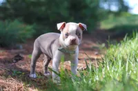 Ian, a male Boston Terrier for sale in Apple Creek, OH – 6 of 7