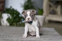 Riley, a male Boston Terrier for sale in Apple Creek, OH – 2 of 6