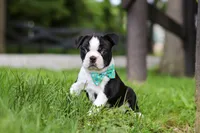 Atlas, a male Boston Terrier for sale in Apple Creek, OH – 4 of 7