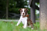 Champ, a male Boston Terrier for sale in Apple Creek, OH – 3 of 6